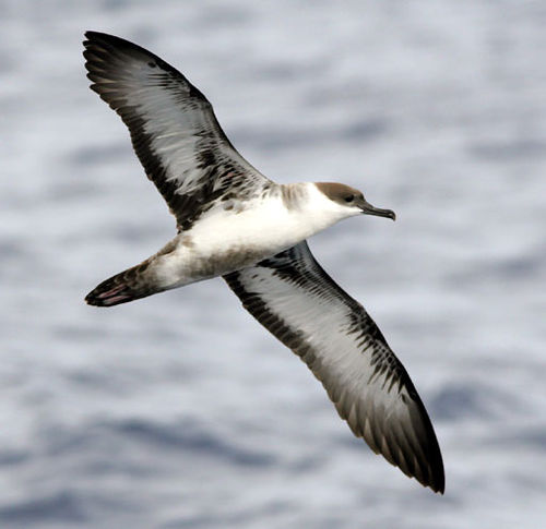 shearwater