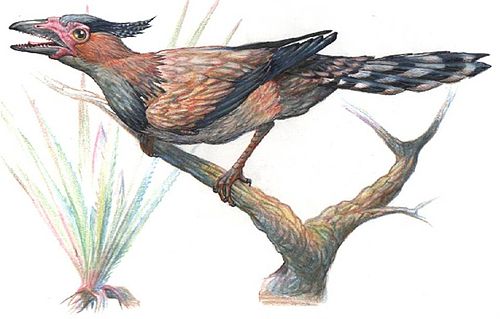 sinornis