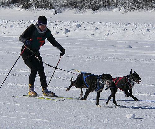 skijoring