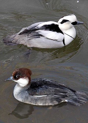 smew