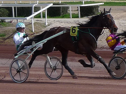 standardbred