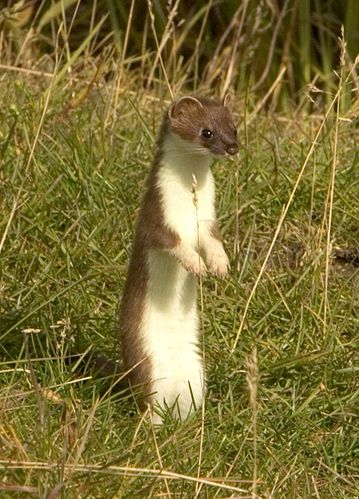 stoat