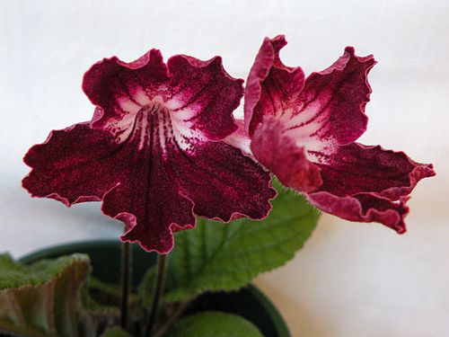 streptocarpus