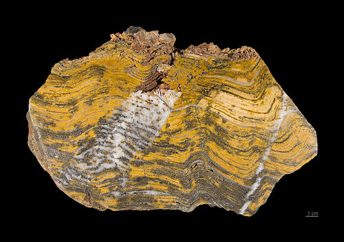 stromatolite