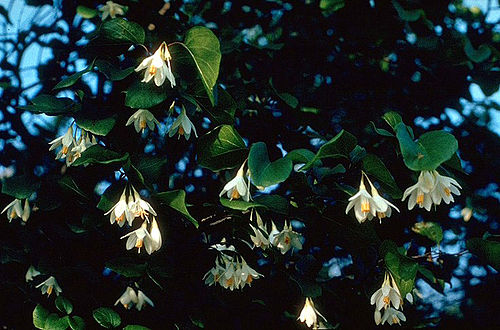 styrax