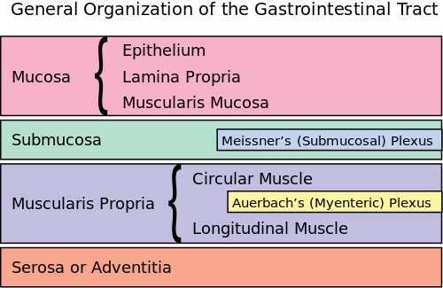 submucosa