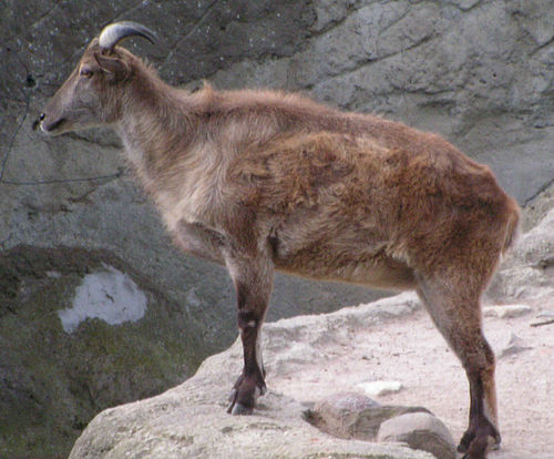 tahr