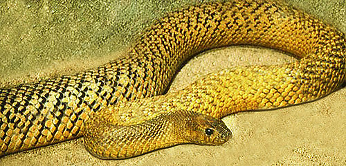 taipan