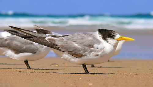 tern