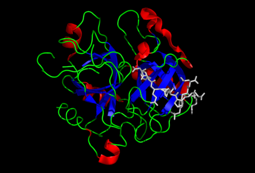 thrombin