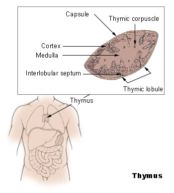 thymus