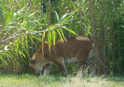 tigon