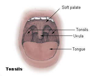 tonsil