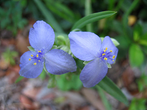 tradescantia