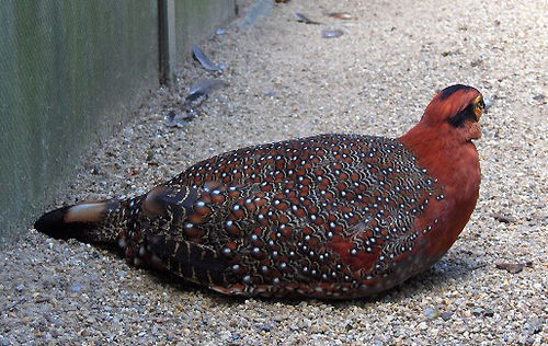 tragopan