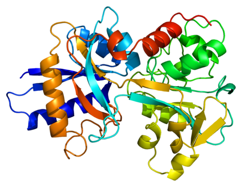 transferrin