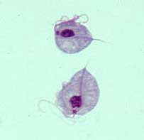 trichomonad