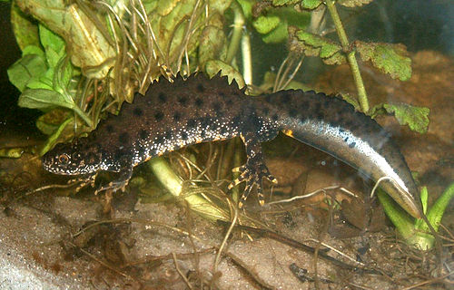 triturus