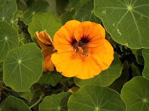 tropaeolum