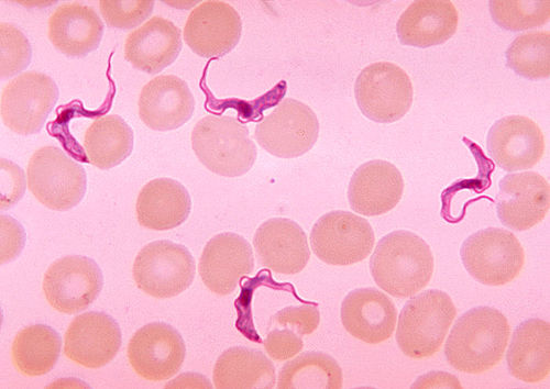 trypanosoma