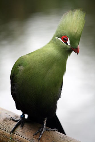 turaco