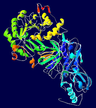 urease