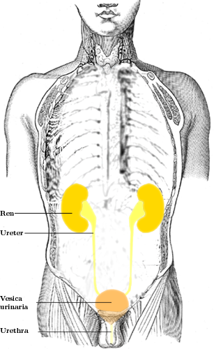 ureter