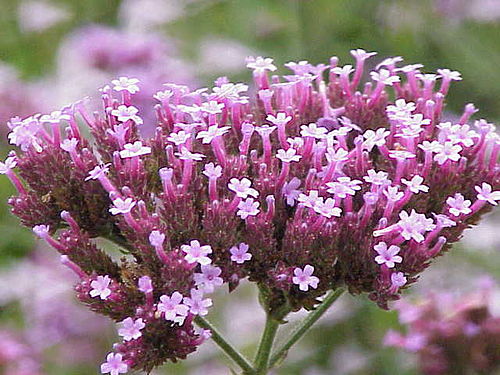 verbena