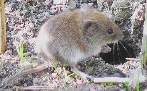 vole