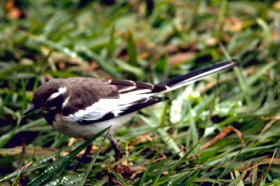 wagtail