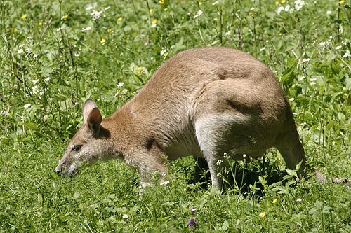 wallaby