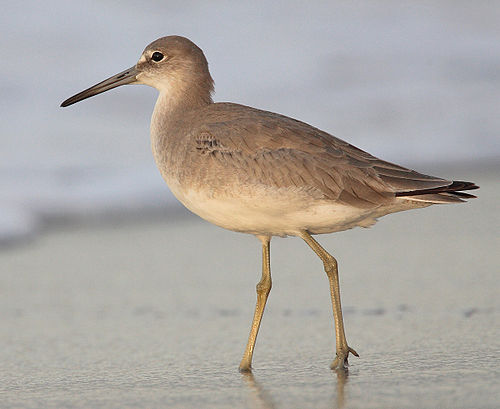 willet