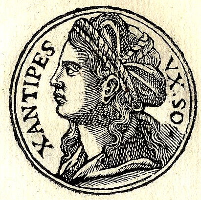 xanthippe