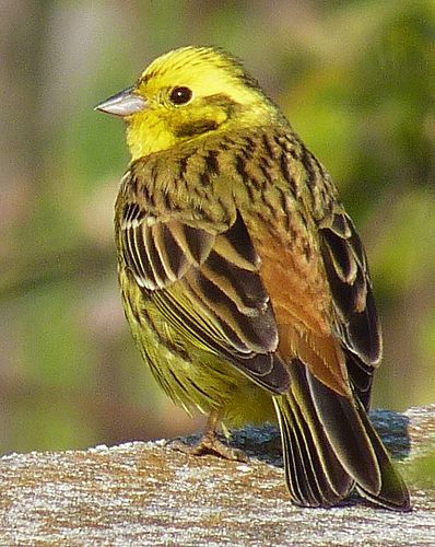 yellowhammer