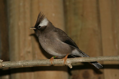 yuhina