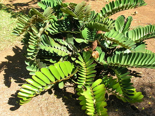 zamia