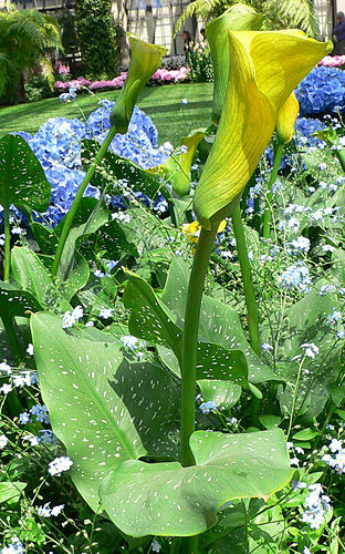 zantedeschia