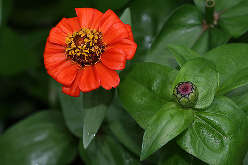 zinnia