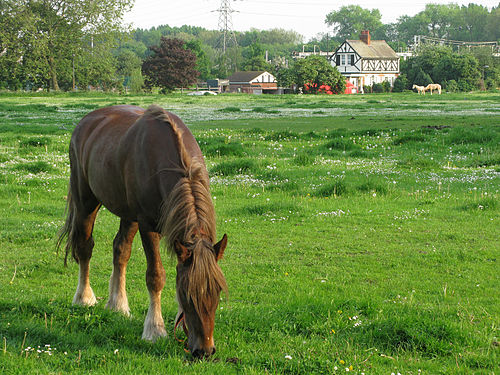 Grazing meaning in Urdu - Translation of Grazing -  Dictionary