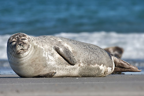 Harbor Seal Definition And More For Harbor Seal