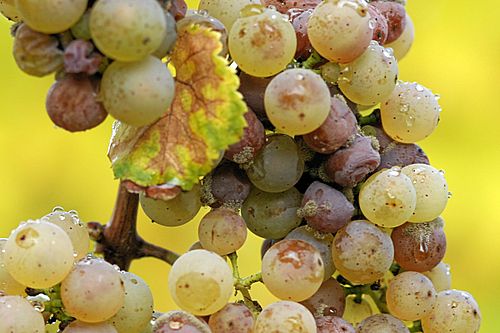 Noble Rot Urdu Meaning Of Noble Rot