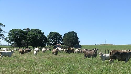 Grazing meaning in Urdu - Translation of Grazing -  Dictionary