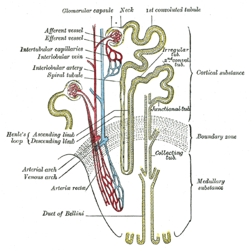 Proximal Convoluted Tubule Definition And More For Proximal Convoluted Tubule