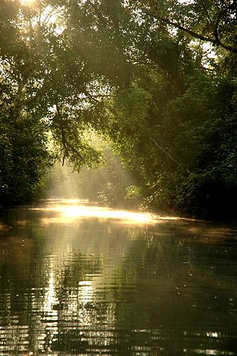 Betjening mulig Lavet af forkæle Sundarbans | Urdu Meaning of Sundarbans