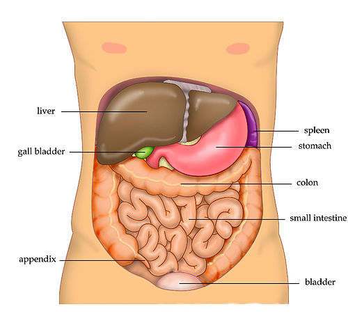 Abdomen Urdu Meaning Of Abdomen