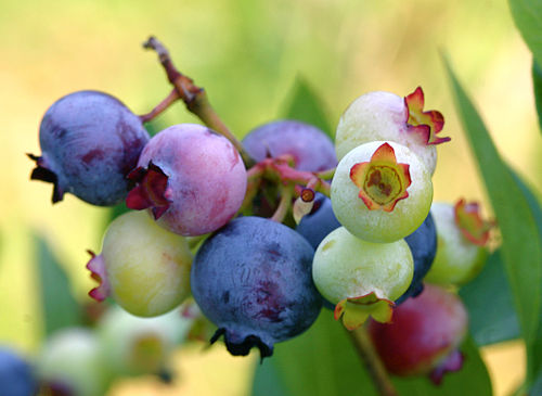 Blueberry Urdu Meaning Of Blueberry