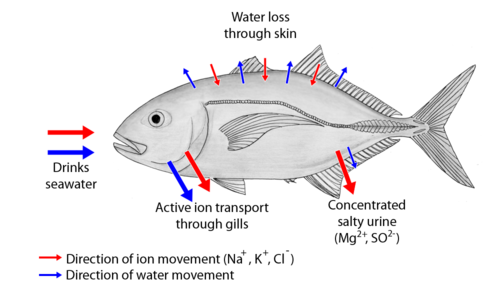 Fresh Fish Meaning In Urdu Unique Fish Photo