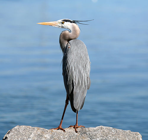 Heron | Latina Meaning of Heron