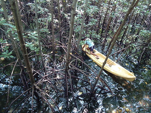 Mangrove Malay Meaning Of Mangrove