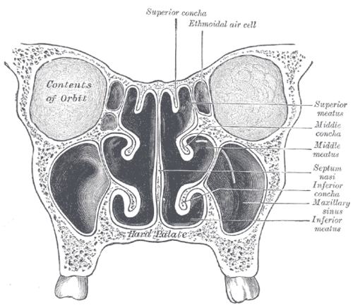 nasal meaning